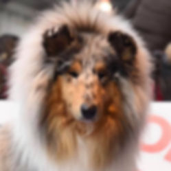 Russia Martorell.jpg